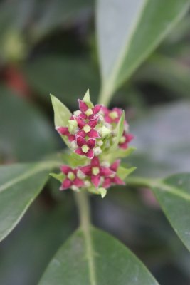 Aucuba japonica 'Longifolia' - aukuba japonská - květy